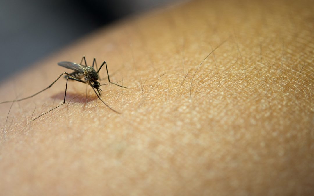 Le paludisme, maladie tropicale à vie. Quels traitements curatifs?
