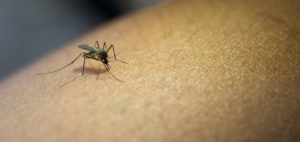 malaria paludisme explications sur la maladie a vie ou pas