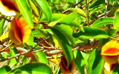 Kinkéliba : les vertus du super thé Ouest Africain pour le foie