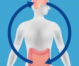 Un lien entre le microbiote intestinal et la maladie d’Alzheimer